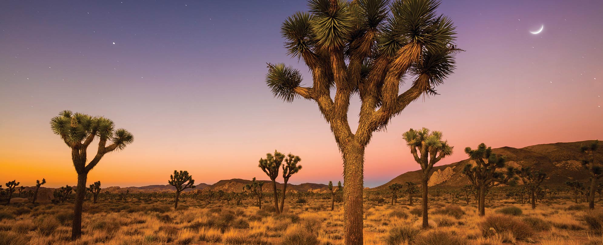 Several Joshua trees dot the desert landscape at night during a vacation to Joshua Tree National Park in California