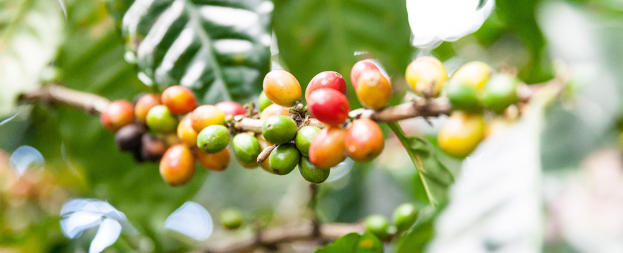 Red, yellow, and green berries grow on a coffee plant in Puerto Rico.