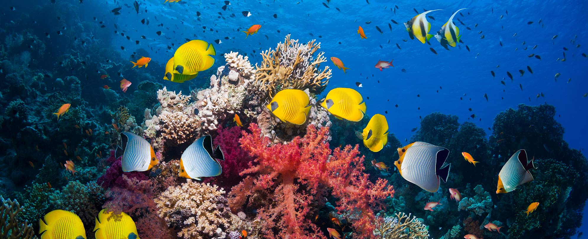 Bright colored fish swim around coral reefs under the ocean near St. Thomas, U.S. Virgin Islands.