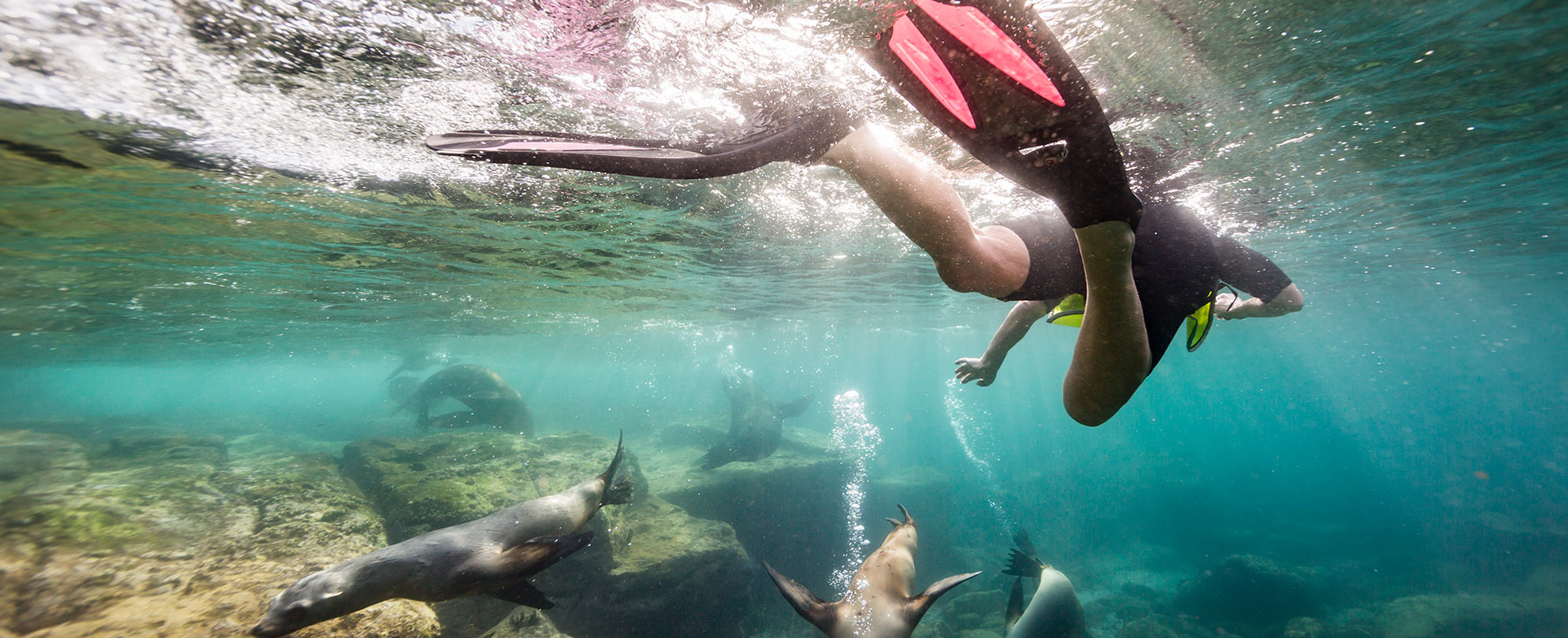 View from underwater as a snorkeler with swim fins on looks over a group of sea lions swimming through rocks in the ocean.