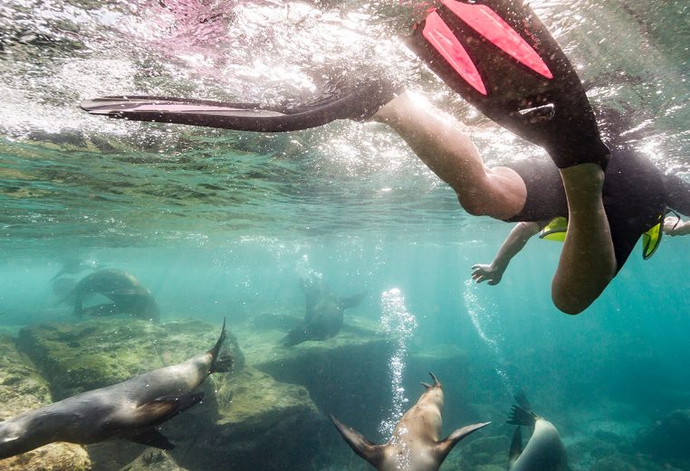 View from underwater as a snorkeler with swim fins on looks over a group of sea lions swimming through rocks in the ocean.